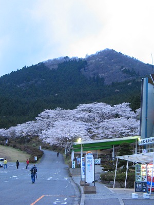 桜の山麓・・・鶴見岳公園さくらまつり_c0001578_2234631.jpg