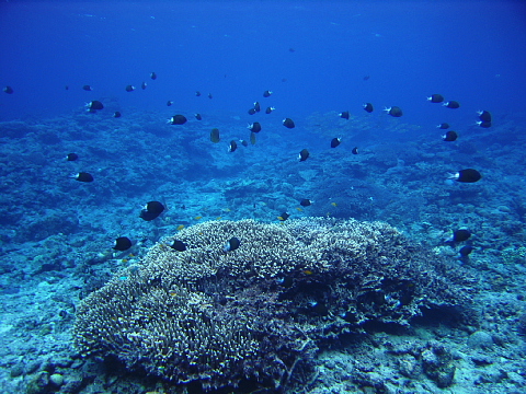 f0080385_59413.jpg