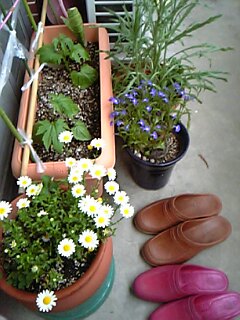 c0037701_095337.jpg
