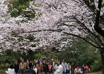 桜シリーズその１　兼六園と金沢城_d0043602_21152096.jpg