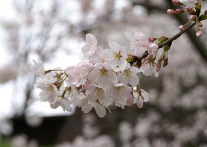 桜シリーズその１　兼六園と金沢城_d0043602_21231158.jpg