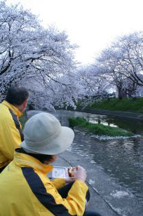 桜まつり---五条川（岩倉市）_c0011009_11555899.jpg