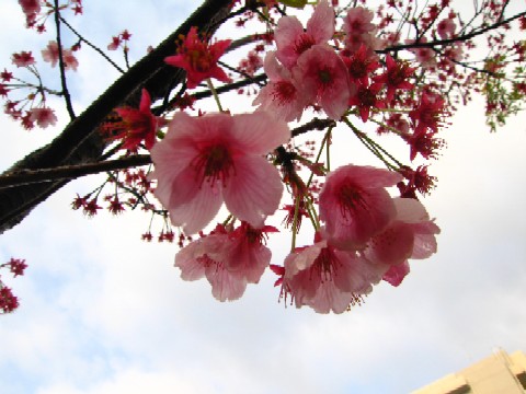 名残のサクラ　水晶山・園路で　　　’０６/０４/１２_d0048812_14263626.jpg