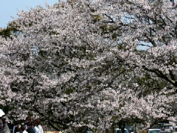 　　　★　桜　・　桜・・・３　★_d0025414_22451639.jpg