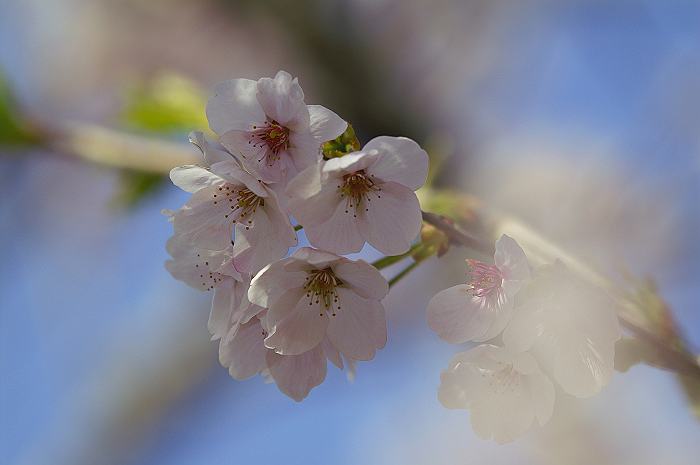 今年の桜を・・・_a0041826_2265948.jpg