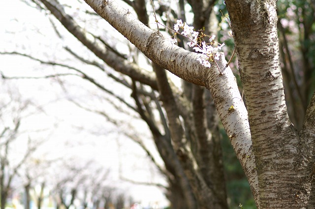 桜_a0063329_1985046.jpg