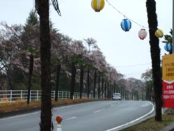 ４月１２日の桜の開花状況_f0105342_13134894.jpg