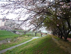 ４月１２日の桜の開花状況_f0105342_1639834.jpg