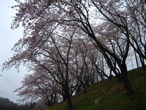 ４月１２日の桜の開花状況_f0105342_16412099.jpg