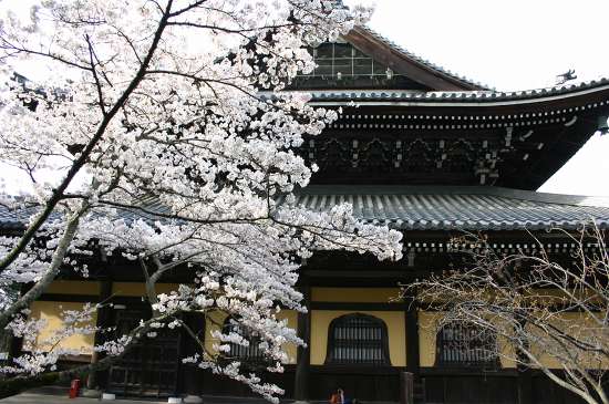 京都桜だより♪_c0043751_11111791.jpg