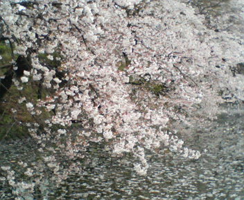 桜の季節・追加_a0061057_20202028.jpg