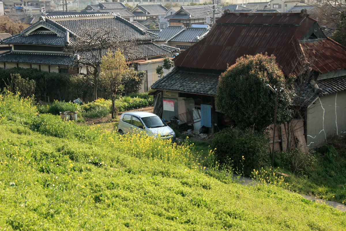 近所の菜の花_f0021869_23533117.jpg