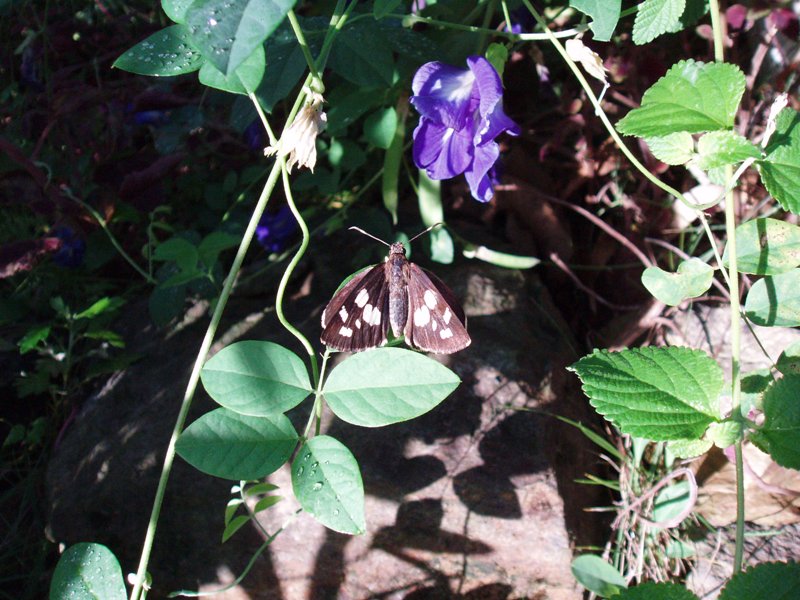 f0083281_95507.jpg