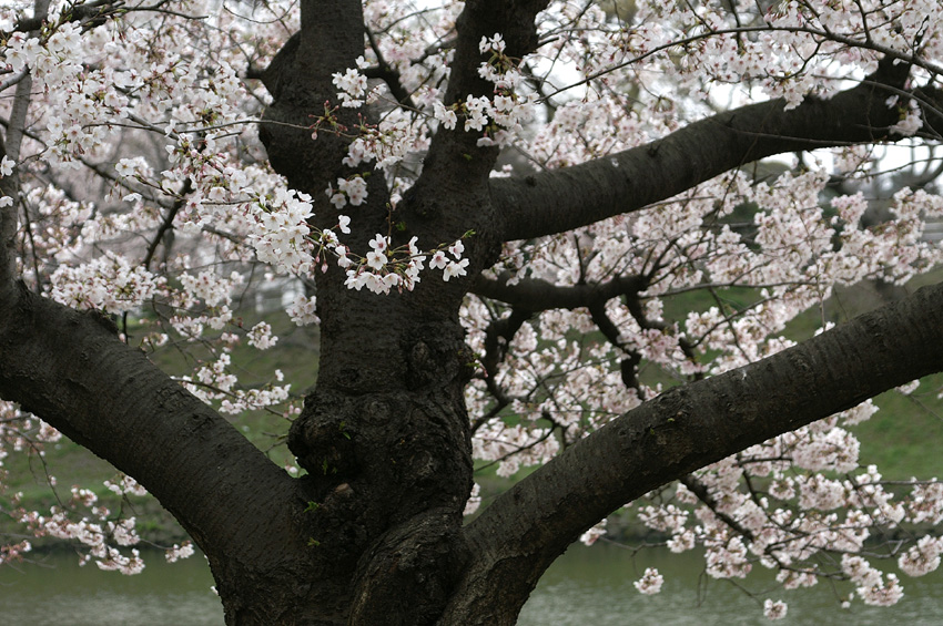 五分咲きの桜・・・舞鶴公園にて４_c0007190_19515142.jpg