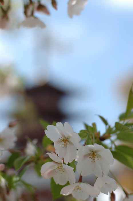 四天王寺さんの桜　その3_e0065320_18151537.jpg