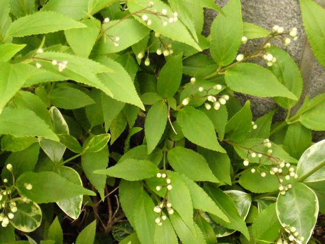 d0000324_10475795.jpg