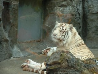 幸せを呼ぶホワイトタイガー たーぼのへや 幸せを呼ぶホワイトタイガー たーぼのへや