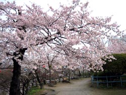 ４月１３日の桜の開花状況_f0105342_13113635.jpg