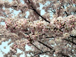 ４月１３日の桜の開花状況_f0105342_13132588.jpg