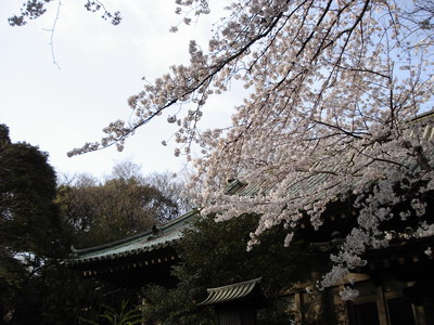 0329：公園で夜桜（ジョッキ持参）_b0003143_0392284.jpg