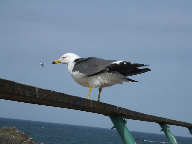 どっこい八戸珍道中　～№4　みゃ～と鳴くうみねこの生殖地～_c0048667_12393382.jpg