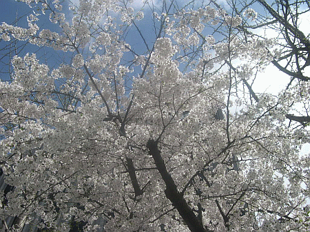 c0040369_2359674.gif