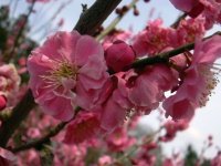 梅は咲いたか～桜はまだかいな～♪_c0046869_1640532.jpg