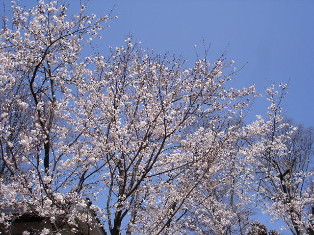 a0035273_11492489.jpg