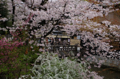 そうだ　京都　行こう8　祇園・鴨川・木屋町２_e0049484_22454661.jpg