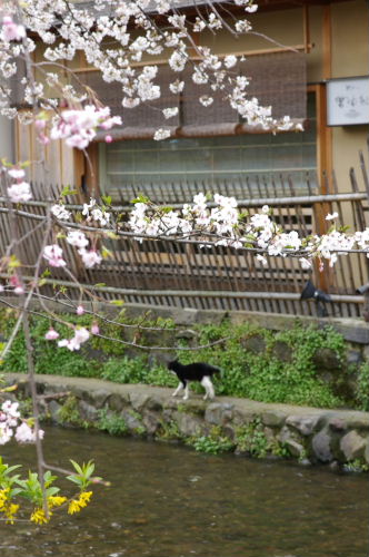 そうだ　京都　行こう8　祇園・鴨川・木屋町２_e0049484_22474484.jpg