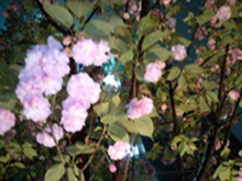 b0059000_17471364.jpg