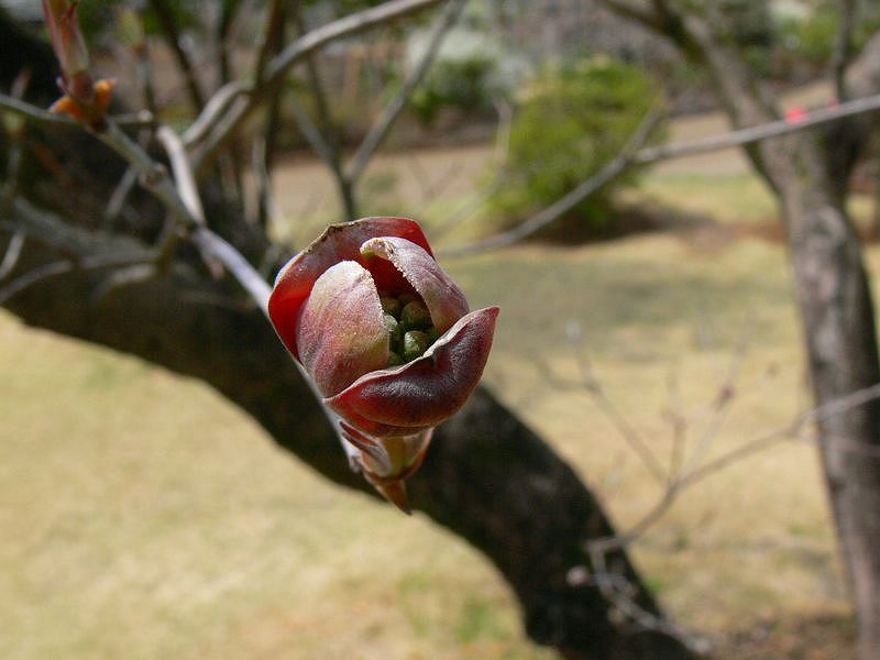 ハナミズキ 蕾が弾けます 私のデジタル写真眼