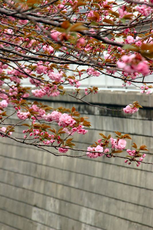 八重桜と・・・_b0023934_18173332.jpg