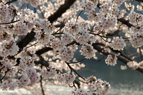 水源公園の桜_f0032137_0512221.jpg