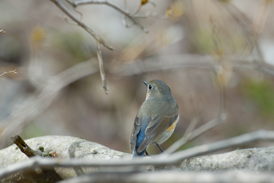 ルビタキ♀Part2_a0039245_23401393.jpg