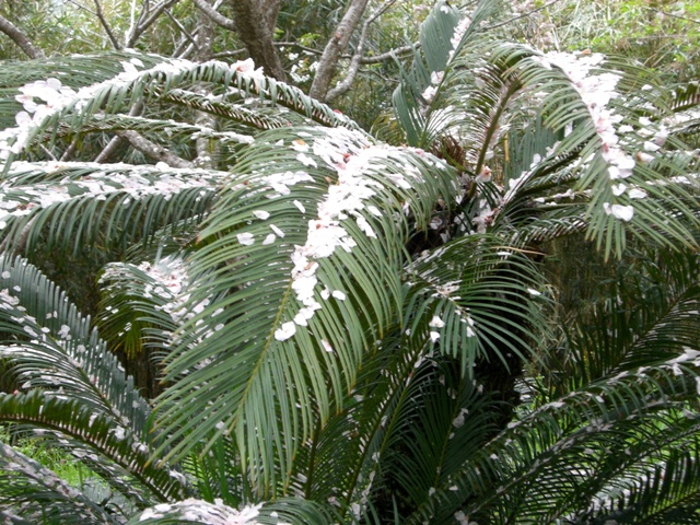 d0029756_14228100.jpg