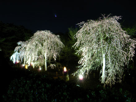 YOZAKURA_e0082981_22521530.jpg