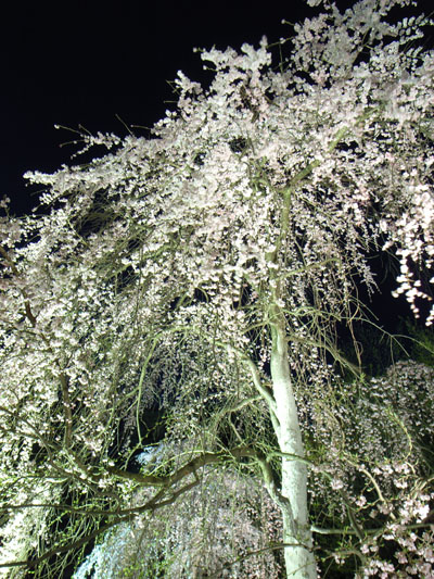 YOZAKURA_e0082981_22523699.jpg