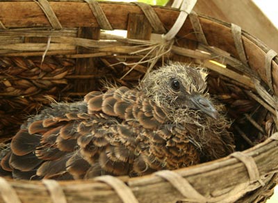 鳩の赤ちゃんを拾う 小さいしあわせ 鳩の赤ちゃんを拾う 小さいしあわせ