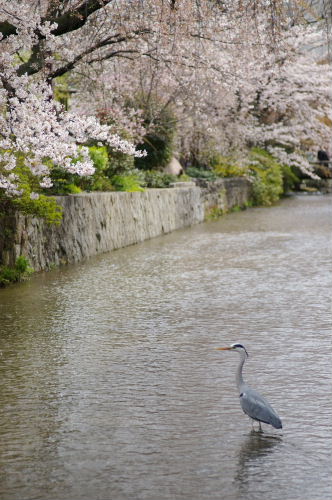 そうだ　京都　行こう8　祇園・鴨川・木屋町３_e0049484_2143270.jpg