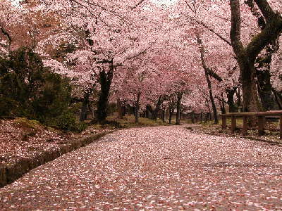 散る桜 奈良点描の世界