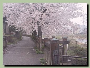 杜の里 緑の散歩道の桜_f0079990_11154052.jpg