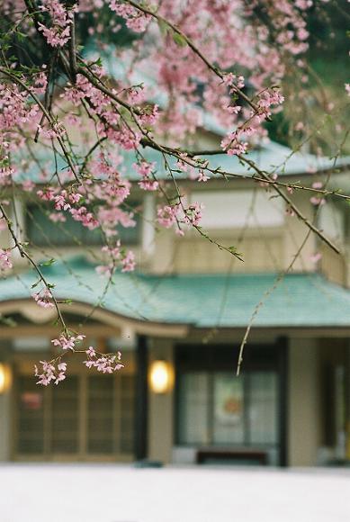 桜祭りだぁぁ_f0038012_21405481.jpg