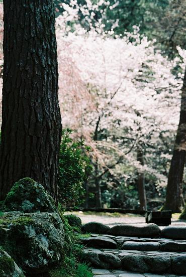 桜祭りだぁぁ_f0038012_22305778.jpg