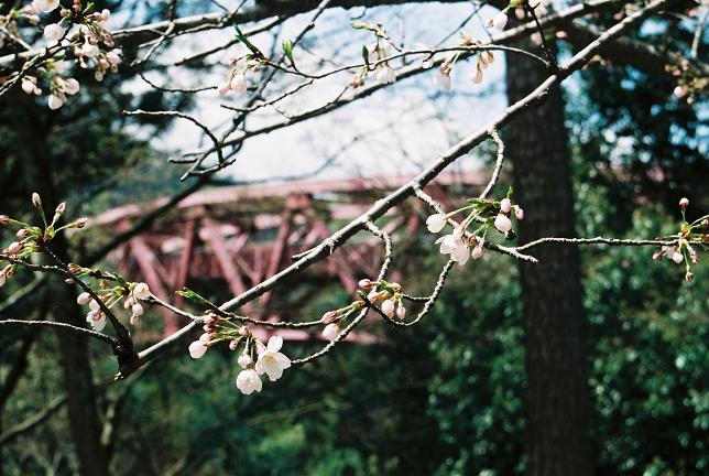 桜祭りだぁぁ_f0038012_22344154.jpg