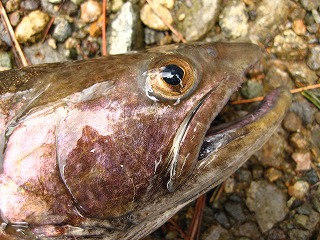 初めての４５ｃｍ岩魚_e0049618_20241286.jpg