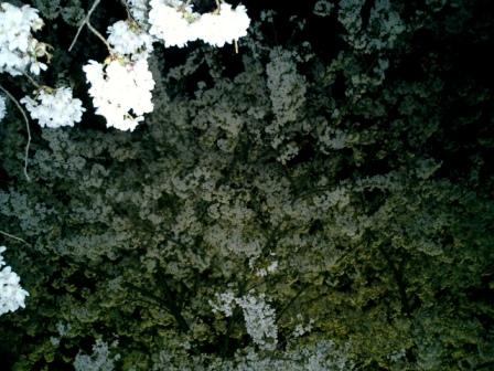 f0095830_39922.jpg