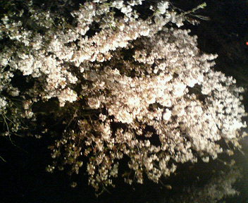 桜の季節・更に追加_a0061057_23323645.jpg