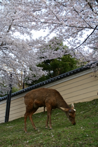 奈良　東大寺　（奈良オフ会）_f0014971_23305321.jpg