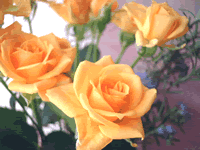 f0059477_10253052.gif